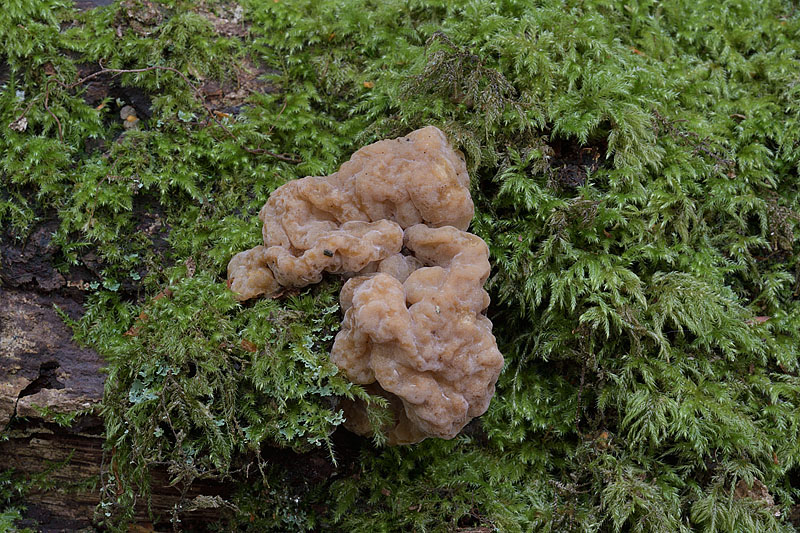 Tremella steidleri